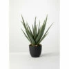 Outlet ✨ Sullivans Potted Aloe 🎉 1 Outlet ✨ Sullivans Potted Aloe 🎉 -Sullivans Sales unnamed file 5556