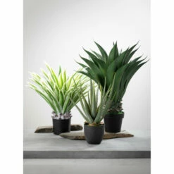 Outlet ✨ Sullivans Potted Aloe 🎉 -Sullivans Sales unnamed file 5558