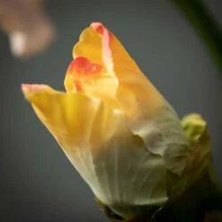 Brand new โ Sullivans Artificial Peachy Blooming Iris Stem ๐งจ 5 Brand new โ Sullivans Artificial Peachy Blooming Iris Stem ๐งจ -Sullivans Sales unnamed file 5726