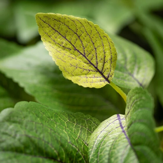 Discount ๐ Sullivans Artificial Perilla Hanging Leafy Bush ๐ 4 Discount ๐ Sullivans Artificial Perilla Hanging Leafy Bush ๐ - Image 2