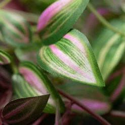 Coupon 🛒 Sullivans Artificial Inch Plant Vine - Set Of 3 🤩 -Sullivans Sales unnamed file 5908