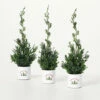 Promo 💯 Sullivans 12" Artificial Potted Cypress Evergreen - Set Of 3 - 4.5"L X 4.5"W X 12"H 💯 -Sullivans Sales unnamed file 6034