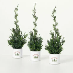 Promo 💯 Sullivans 12" Artificial Potted Cypress Evergreen - Set Of 3 - 4.5"L X 4.5"W X 12"H 💯