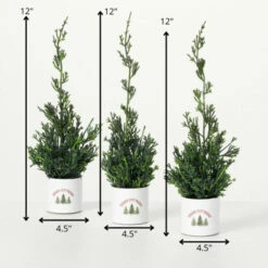 Promo 💯 Sullivans 12" Artificial Potted Cypress Evergreen - Set Of 3 - 4.5"L X 4.5"W X 12"H 💯 -Sullivans Sales unnamed file 6037