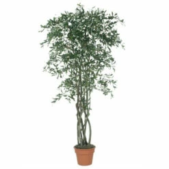 Cheapest ⌛ Sullivans Potted Olive Tree 🛒