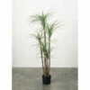 New ๐ Sullivans Maguey Tree - Green โ 1 New ๐ Sullivans Maguey Tree - Green โ -Sullivans Sales unnamed file 6288