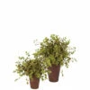 Best deal 🔥 Sullivans Eucalyptus Potted Orbs - Set Of 2 ❤️ 1 Best deal 🔥 Sullivans Eucalyptus Potted Orbs - Set Of 2 ❤️ -Sullivans Sales unnamed file 6339