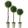 Deals ✨ Sullivans Boxwood Topiary Tree 👏 -Sullivans Sales unnamed file 6366