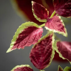 Discount 🛒 Sullivans Artificial Red Coleus Leafy Stem ✨ -Sullivans Sales unnamed file 6520