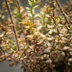 Budget ✔️ Sullivans Artificial Succulent In Hanging Pot 👍 -Sullivans Sales unnamed file 6577