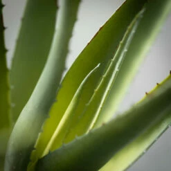 Outlet ๐ Sullivans Artificial Spiky Aloe Vera Succulent Stem ๐งจ 6 Outlet ๐ Sullivans Artificial Spiky Aloe Vera Succulent Stem ๐งจ -Sullivans Sales unnamed file 6686
