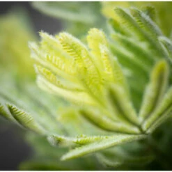 New ✨ Sullivans Artificial Fuzzy Leaf Bush 🔥 -Sullivans Sales unnamed file 6689