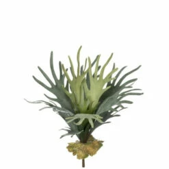 Flash Sale 🥰 Sullivans Stag Horn Fern Stem ✨