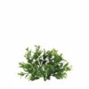Deals ✨ Sullivans Artificial 5" Boxwood Mini Wreath 😍 -Sullivans Sales unnamed file 6719