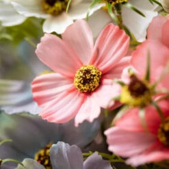 Top 10 🛒 Sullivans Artificial Colored Cosmos Bush Bundles - Set Of 3 🔥 6 Top 10 🛒 Sullivans Artificial Colored Cosmos Bush Bundles - Set Of 3 🔥 -Sullivans Sales unnamed file 6762