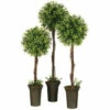 Discount 👏 Sullivans Tealeaf & Berry Topiary Tree ⭐ -Sullivans Sales unnamed file 6908