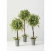 Cheap ๐ Sullivans Wisteria Topiary -Set Of 3 - Green ๐ 1 Cheap ๐ Sullivans Wisteria Topiary -Set Of 3 - Green ๐ -Sullivans Sales unnamed file 6992
