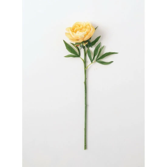 Buy โค๏ธ Sullivans Real Garden Peony Stem ๐ 3 Buy โค๏ธ Sullivans Real Garden Peony Stem ๐