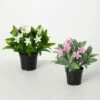 Top 10 🔥 Sullivans Artificial Potted Flowering Plant - Set Of 2 ❤️ -Sullivans Sales unnamed file 7034