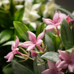 Top 10 🔥 Sullivans Artificial Potted Flowering Plant - Set Of 2 ❤️ -Sullivans Sales unnamed file 7035