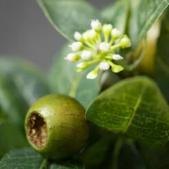 Best deal 🎉 Sullivans Artificial Israeli Ruscus Half Orb ✨ -Sullivans Sales unnamed file 7169