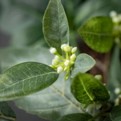 Cheapest ๐ฅฐ Sullivans Artificial 16" Israeli Ruscus Mini Wreath โ 6 Cheapest ๐ฅฐ Sullivans Artificial 16" Israeli Ruscus Mini Wreath โ -Sullivans Sales unnamed file 7251