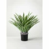 Brand new ๐ Sullivans Potted Varigated Agave - Green โ 1 Brand new ๐ Sullivans Potted Varigated Agave - Green โ -Sullivans Sales unnamed file 7253