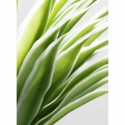 Brand new 😉 Sullivans Potted Varigated Agave - Green ⌛ -Sullivans Sales unnamed file 7255