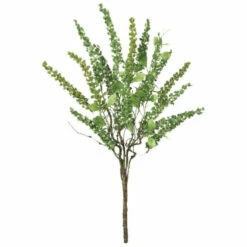 Promo 🔔 Sullivans Amaranthus Bush ✔️