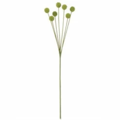 Coupon ✨ Sullivans Billy Button Stem 🎉