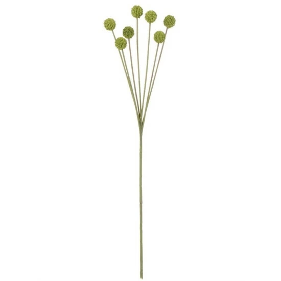 Coupon โจ Sullivans Billy Button Stem ๐ 3 Coupon โจ Sullivans Billy Button Stem ๐