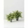 Best Sale ✨ Sullivans Wisteria Potted -Set Of 2 - Green 🥰 -Sullivans Sales unnamed file 7382
