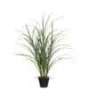 Brand new 🌟 Sullivans Potted Grass With Roots 🧨 -Sullivans Sales unnamed file 7425