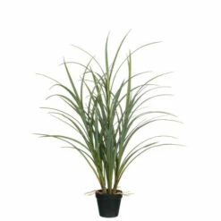 Brand new 🌟 Sullivans Potted Grass With Roots 🧨