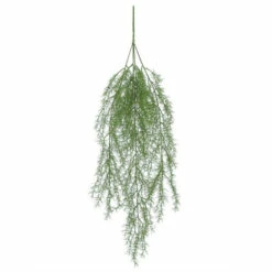 Brand new 😍 Sullivans Sprengeri Vine 😍