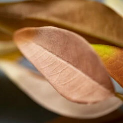 Best Pirce 🛒 Sullivans Artificial 18" Fall Blade Eucalyptus Mini Wreath 😉 -Sullivans Sales unnamed file 7448