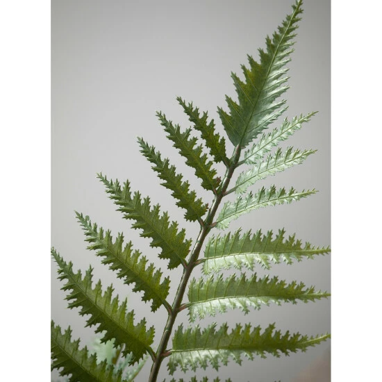 Flash Sale โค๏ธ Sullivans Potted Fern - Green ๐ 4 Flash Sale โค๏ธ Sullivans Potted Fern - Green ๐ - Image 2