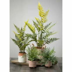 Flash Sale โค๏ธ Sullivans Potted Fern - Green ๐ 7 Flash Sale โค๏ธ Sullivans Potted Fern - Green ๐ -Sullivans Sales unnamed file 7498