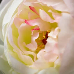 Buy 👏 Sullivans Artificial Soft-White & Pink Peony Stem 🥰 -Sullivans Sales unnamed file 7513