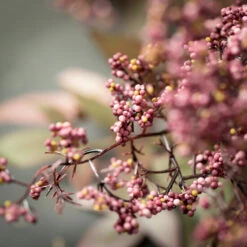 Sullivans Sales -Sullivans Sales unnamed file 795