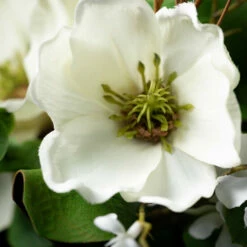 Coupon 🎉 Sullivans Artificial 30"Magnolia Swag 🎁 -Sullivans Sales unnamed file 855