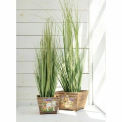 Top 10 🔥 Sullivans Potted Onion Grass - Green 🧨 -Sullivans Sales unnamed file 999